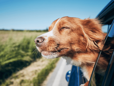Chien profitant du vent la tête à la fenêtre lors d’un trajet en voiture